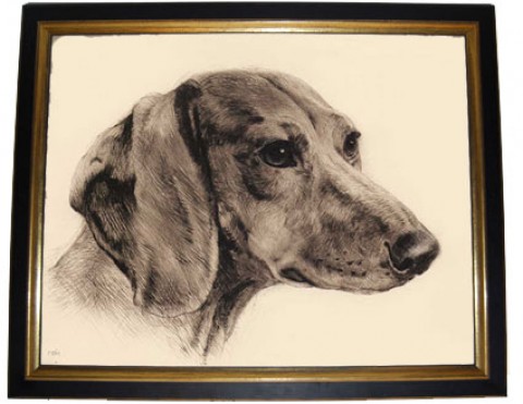 TEMPORARILY OUT OF STOCK  'Bloodhound'