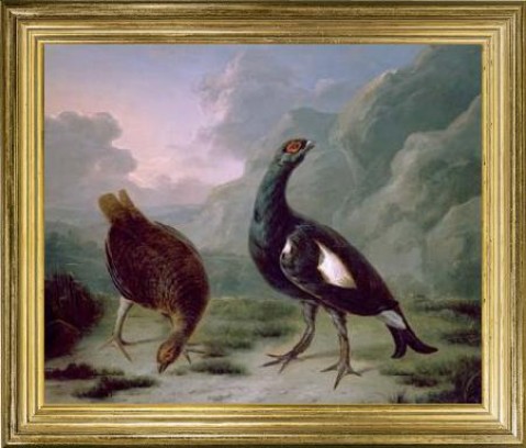 Black Cock w/ Grey Hen' 