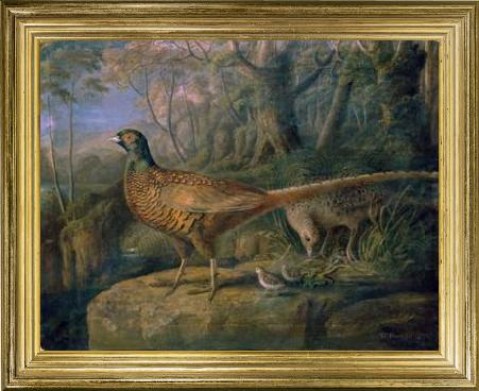 Pheasant' 