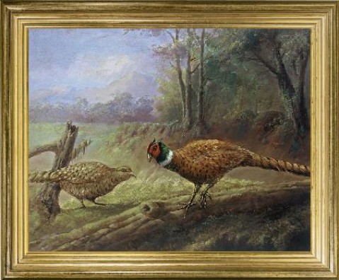 Pheasants Courting' 